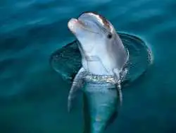 ما انسان ها همه چیزخوار هستیم؛ اما به یک دلیل هرگز نباید سراغ گوشت دلفین برویم