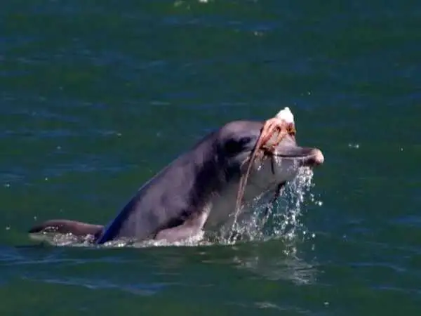 فشن  شوی بامزه دلفین  ها در اقیانوس که شما را می خنداند