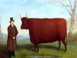 ماجرای نقاشی  هایی که از گاوهای مستطیلی کشیده شده اند