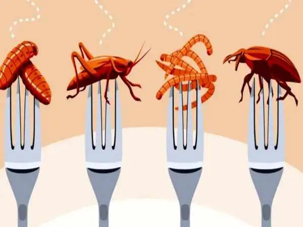 چطور خوردن حشرات به نظریه  توطئه تبدیل شد؟