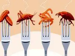 چطور خوردن حشرات به نظریه  توطئه تبدیل شد؟