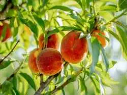 7 درخت میوه که می توانید در فصل پاییز بکارید