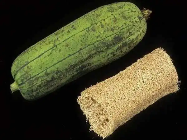 تصاویر؛ لیف یا خیار مصری؛ میوه گرمسیری شبیه کدو که از آن لیف و اسفنج حمام تولید می شود!