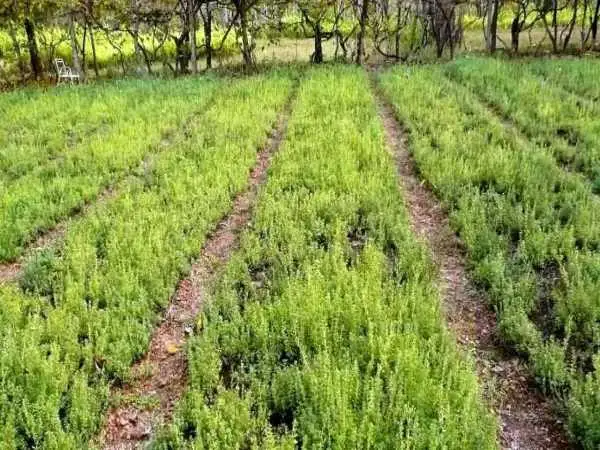 اینجا شهر ترخون ایران است؛ ماجرای که گیاهی روسی در دل کویر ایران