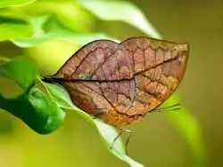 حشراتی که به شکل باورنکردنی شبیه گیاهان هستند