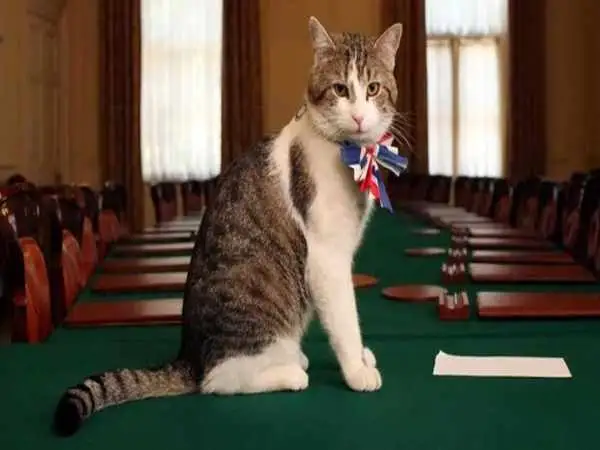 مشهورترین گربه  های تاریخ که دنیا را شگفت زده کردند