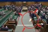 سگ خواب آلود در پارلمان بریتانیا خبرساز شد